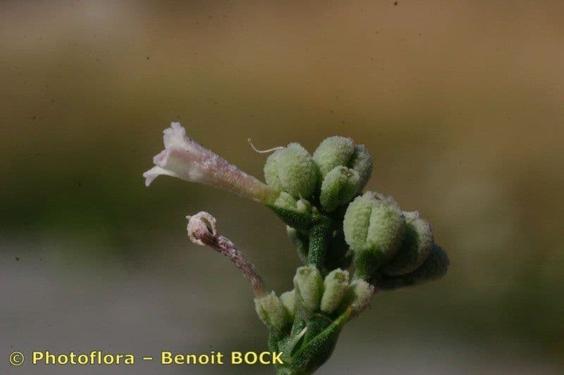 Asperula aristata 2
