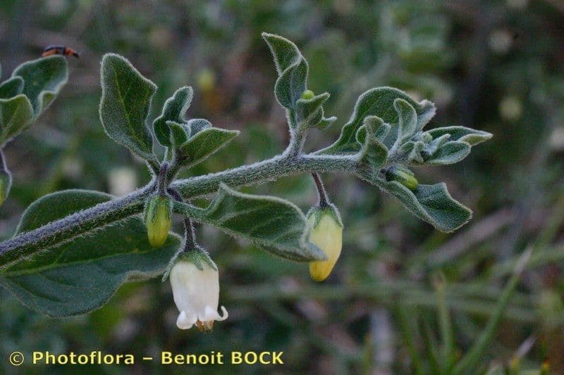 Salpichroa origanifolia 26