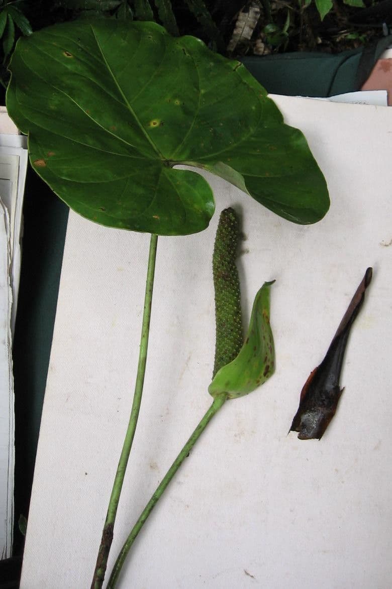 Anthurium 15