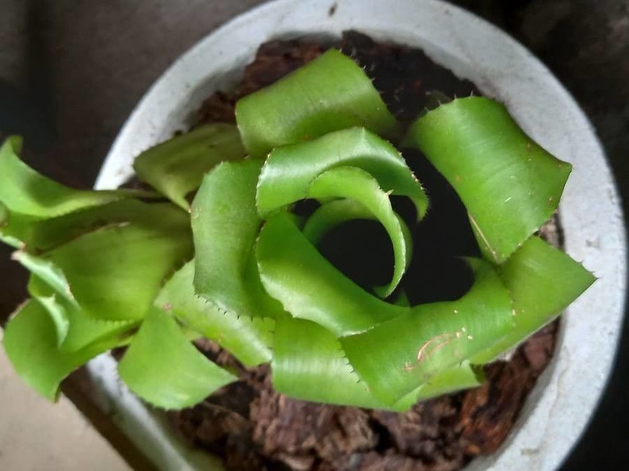 Neoregelia