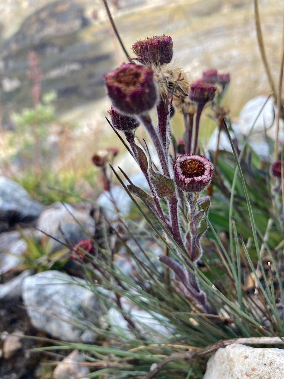 Erigeron 7