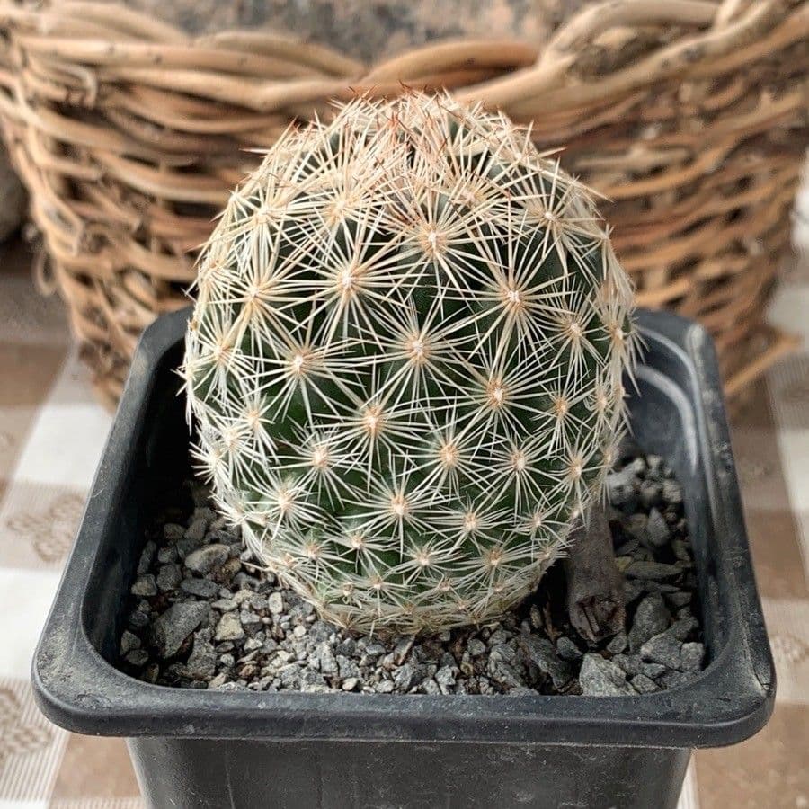 Cactus alveare 2
