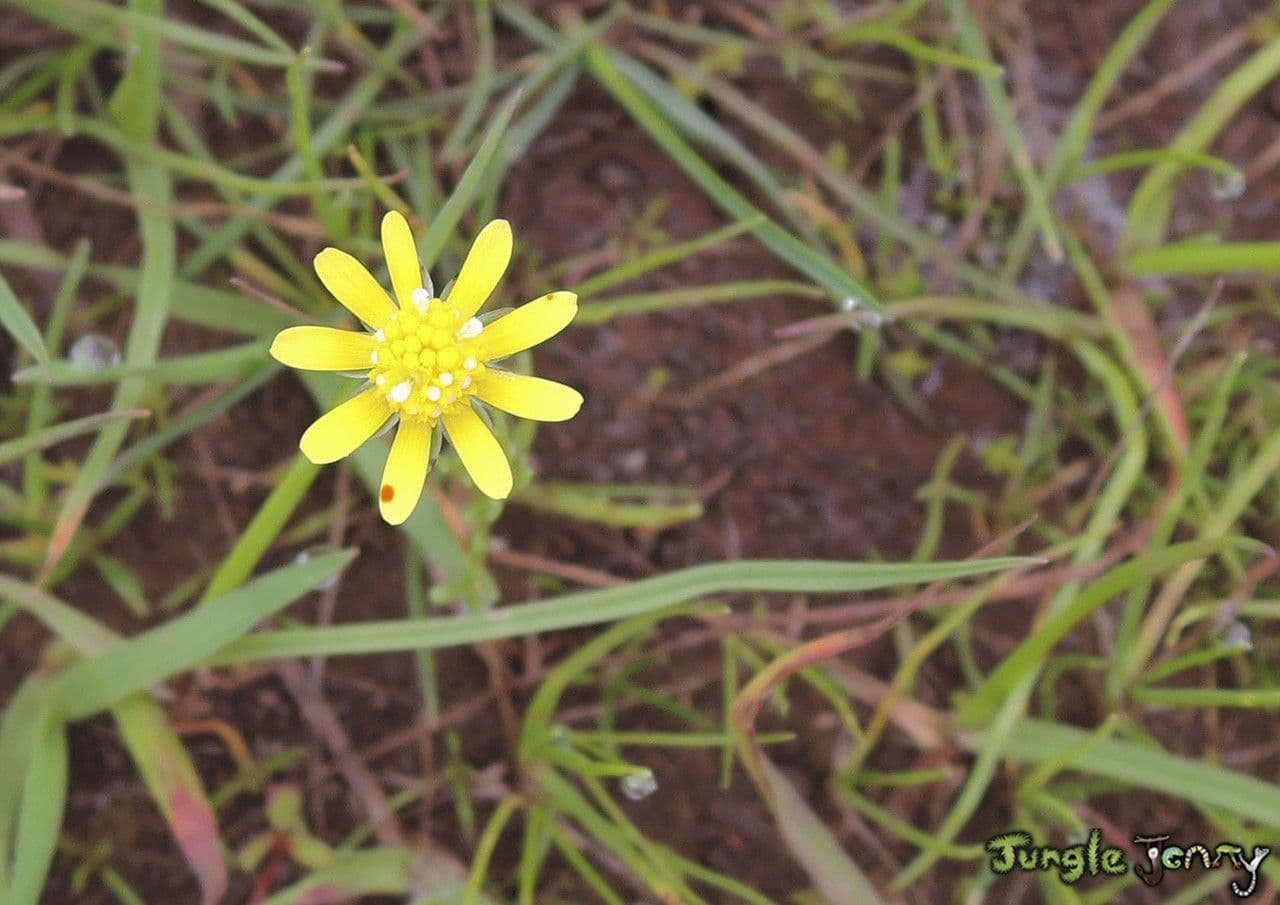Blennosperma 5