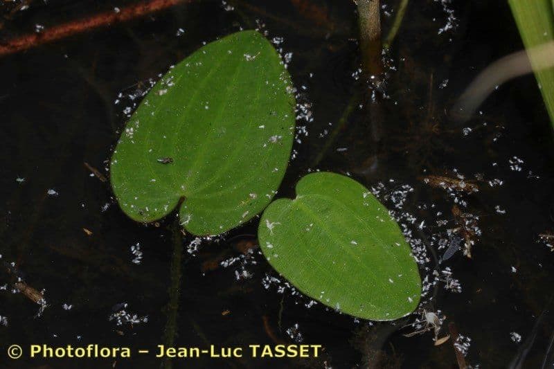 Caldesia parnassifolia 10