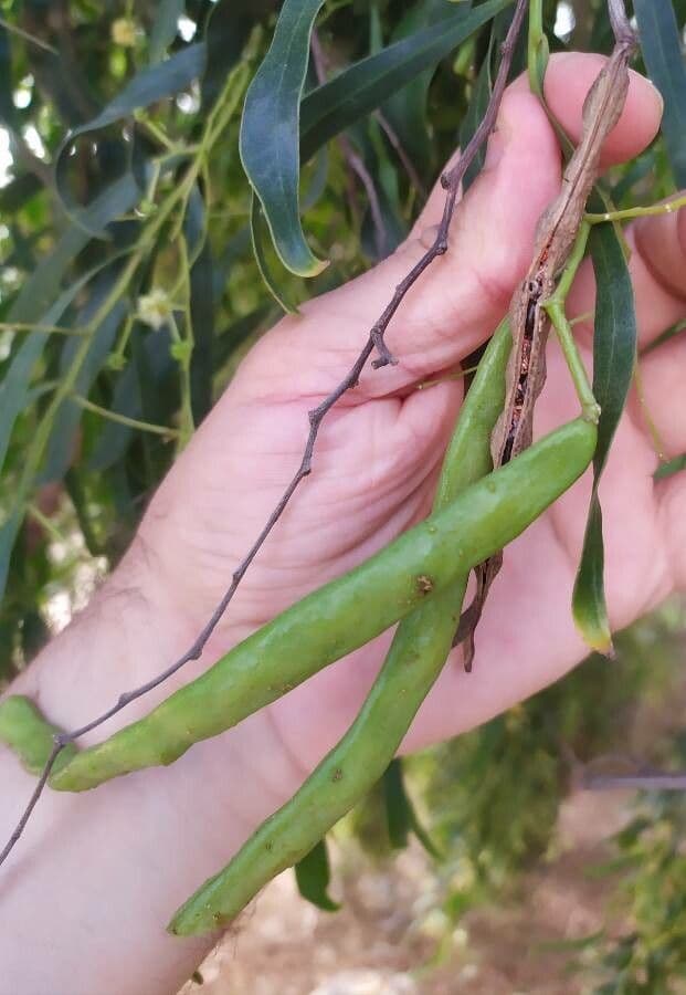 Acacia 3
