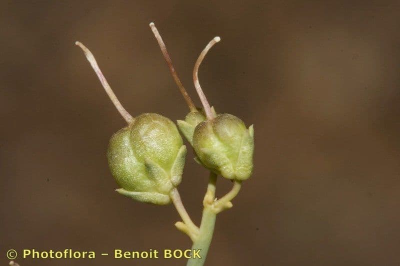 Acanthorrhinum
