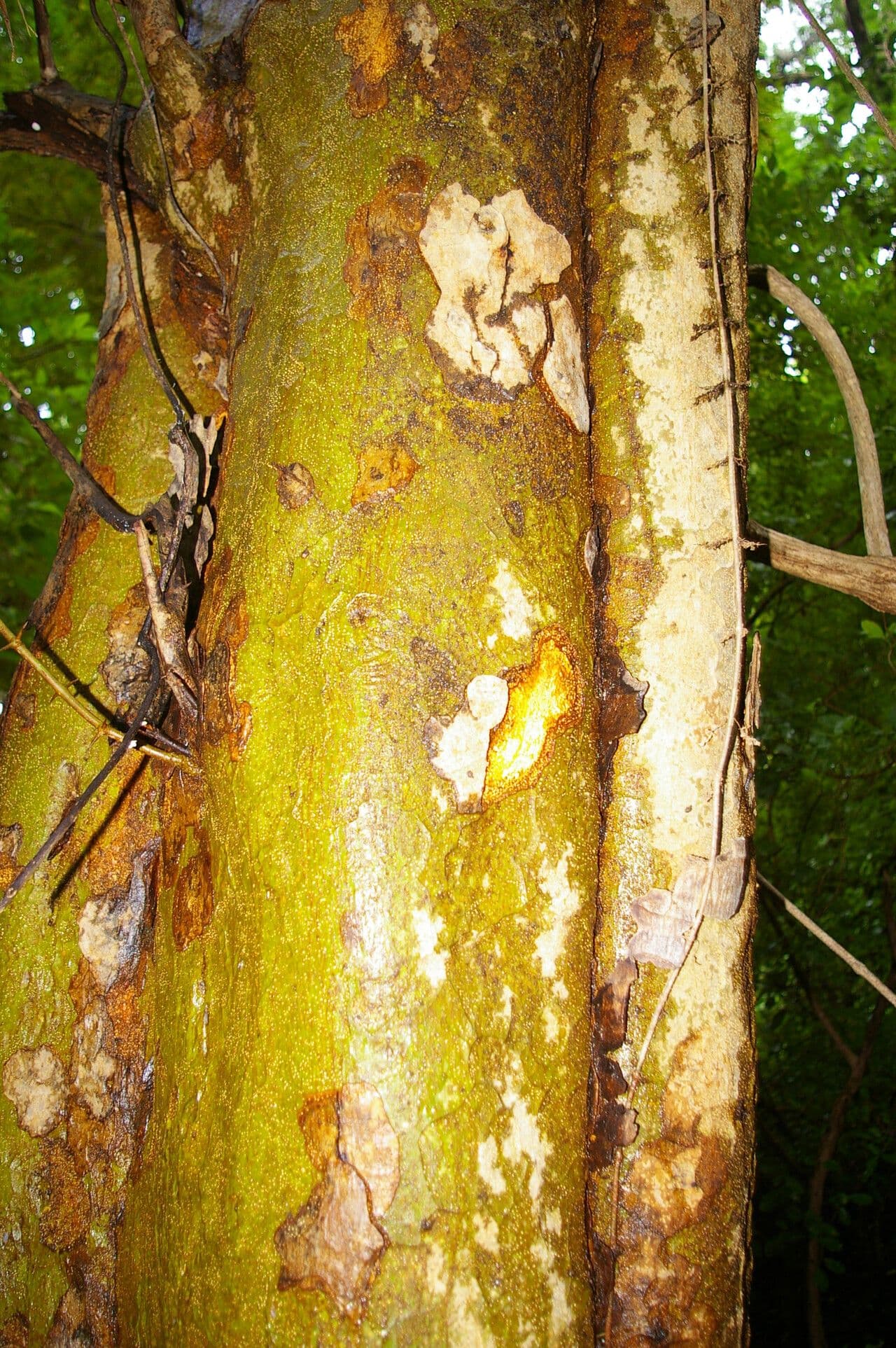 Colubrina elliptica 8