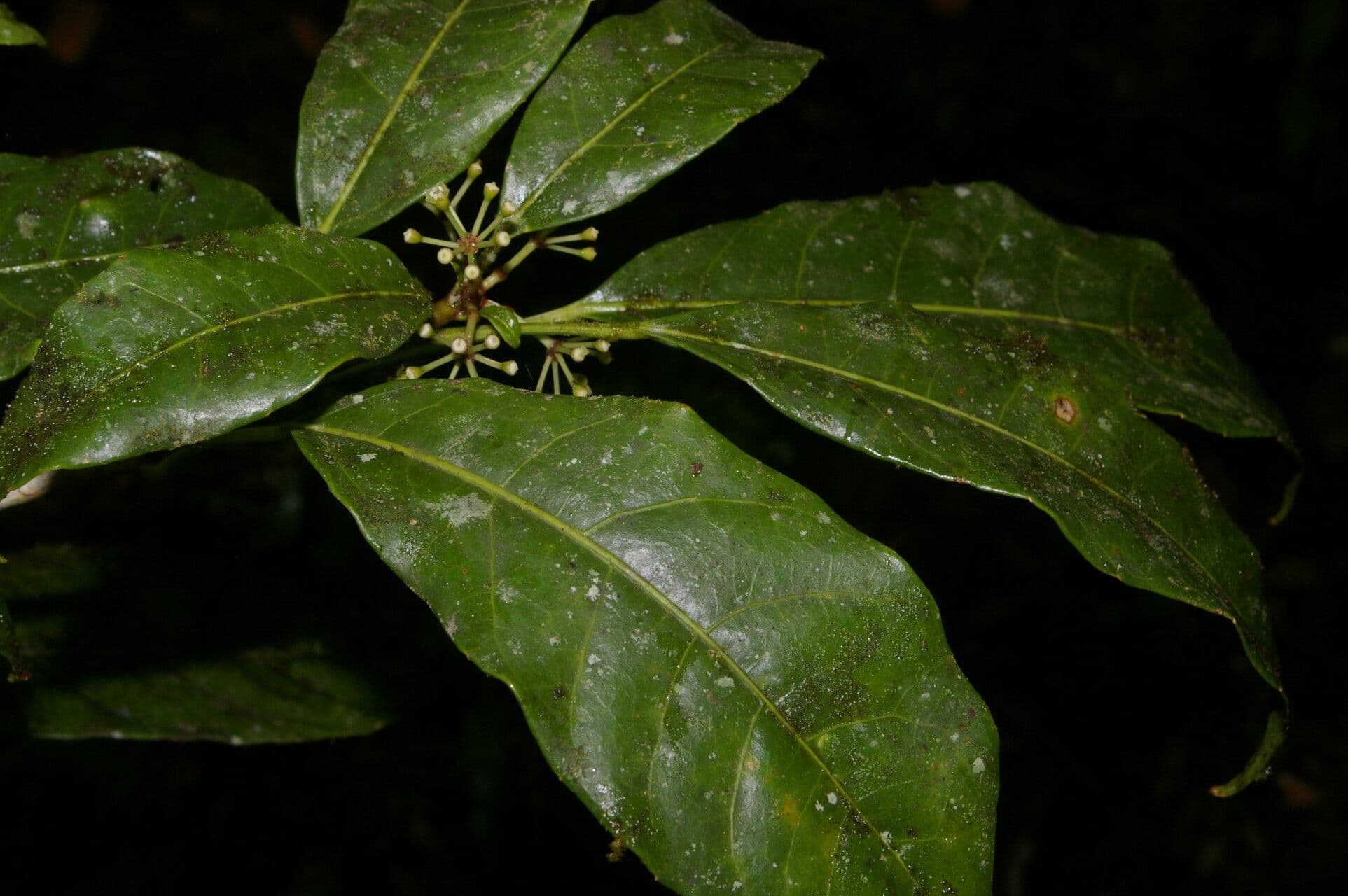 Dendropanax 3