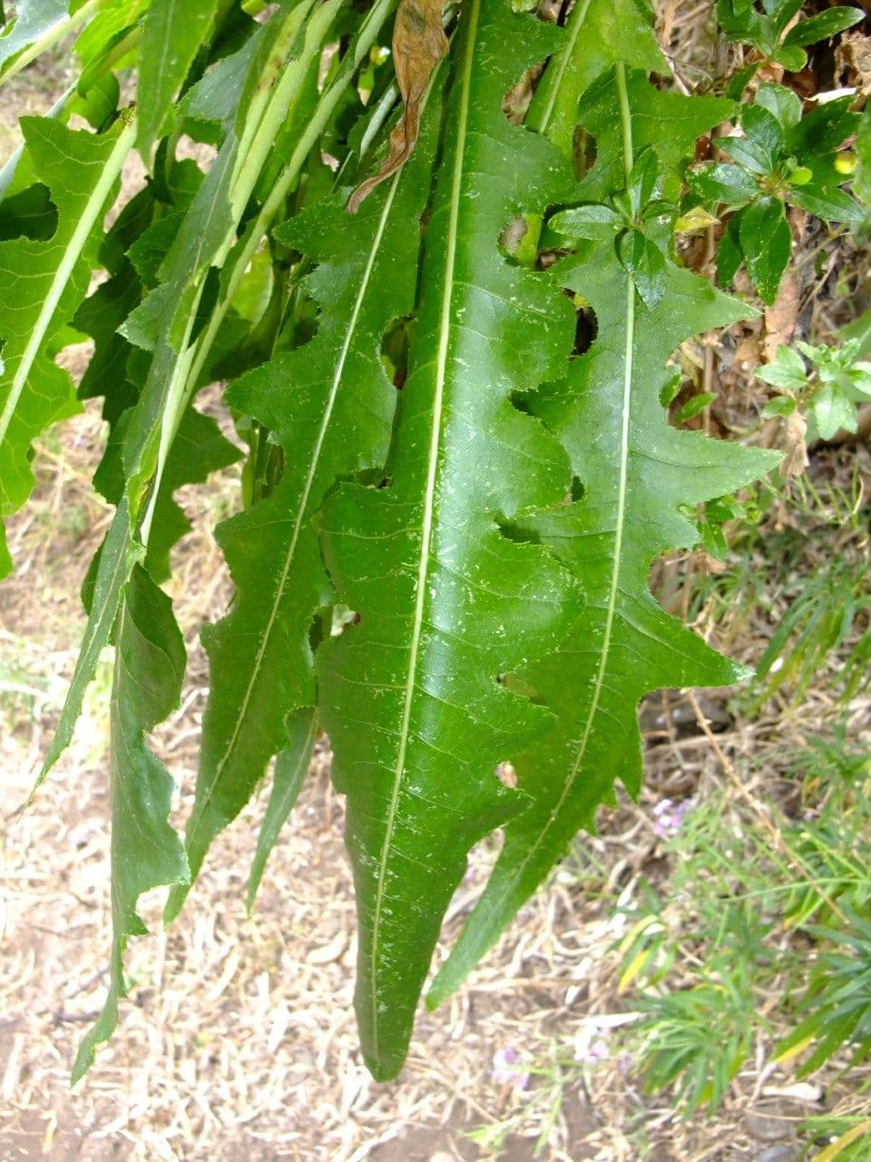 Cerrajón 15
