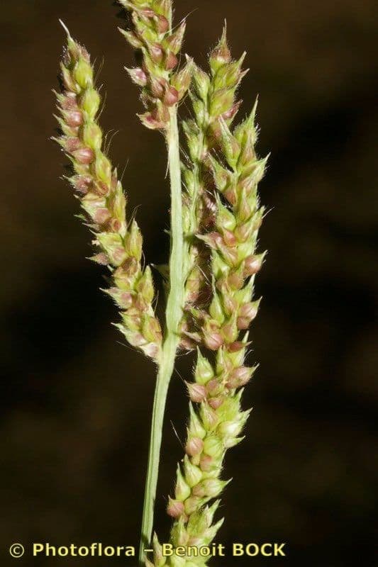 Echinochloa oryzoides 2