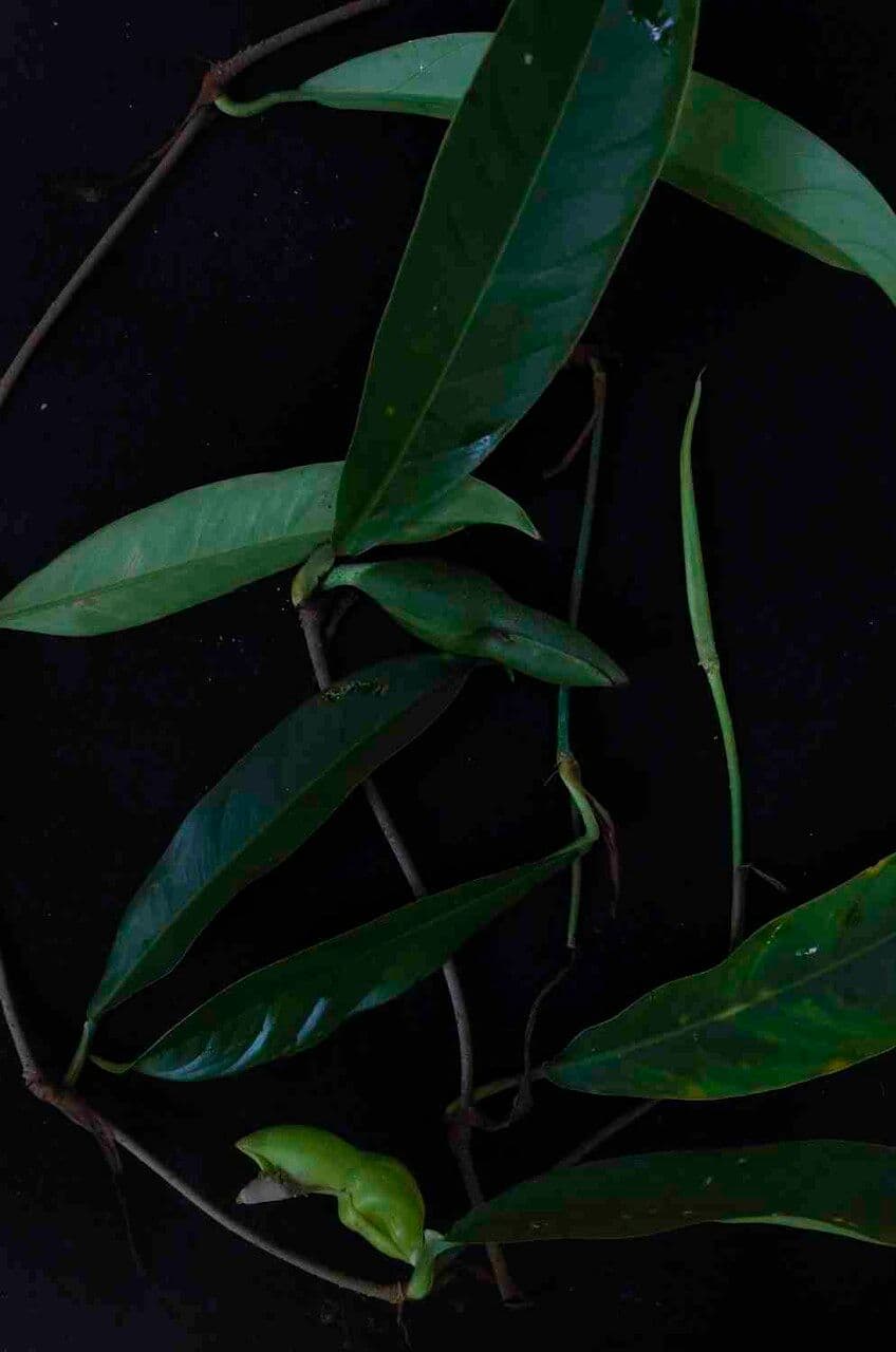 Filodendron 6
