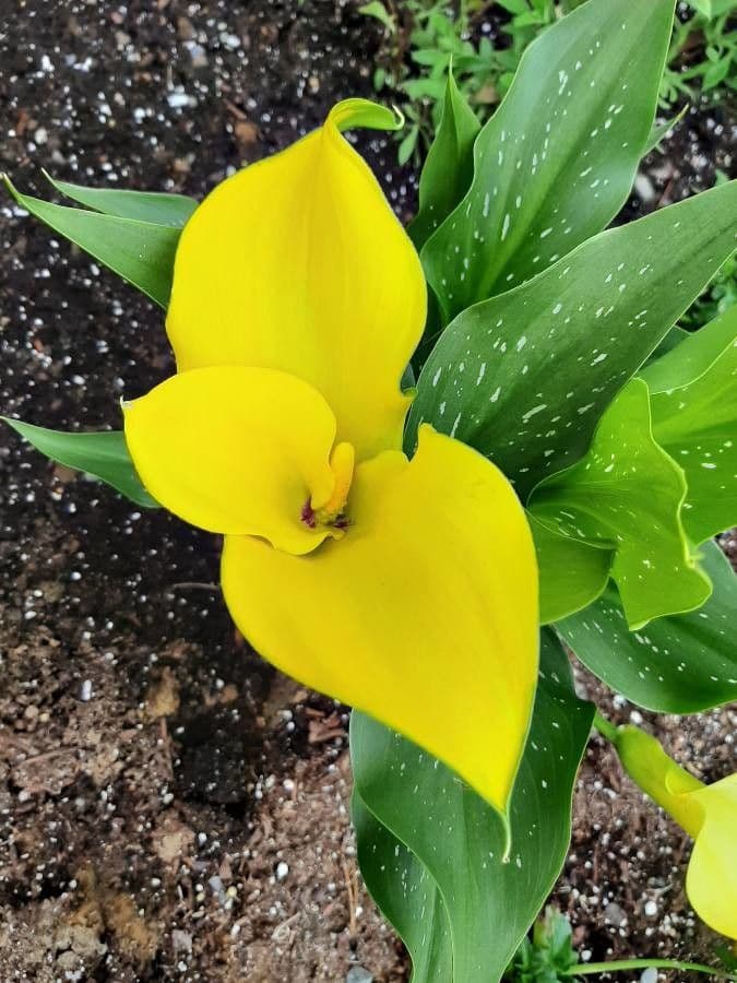 Calla di Elliott 2