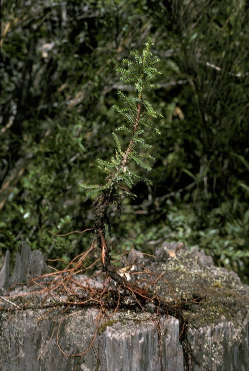 Pilgerodendron chilský 7