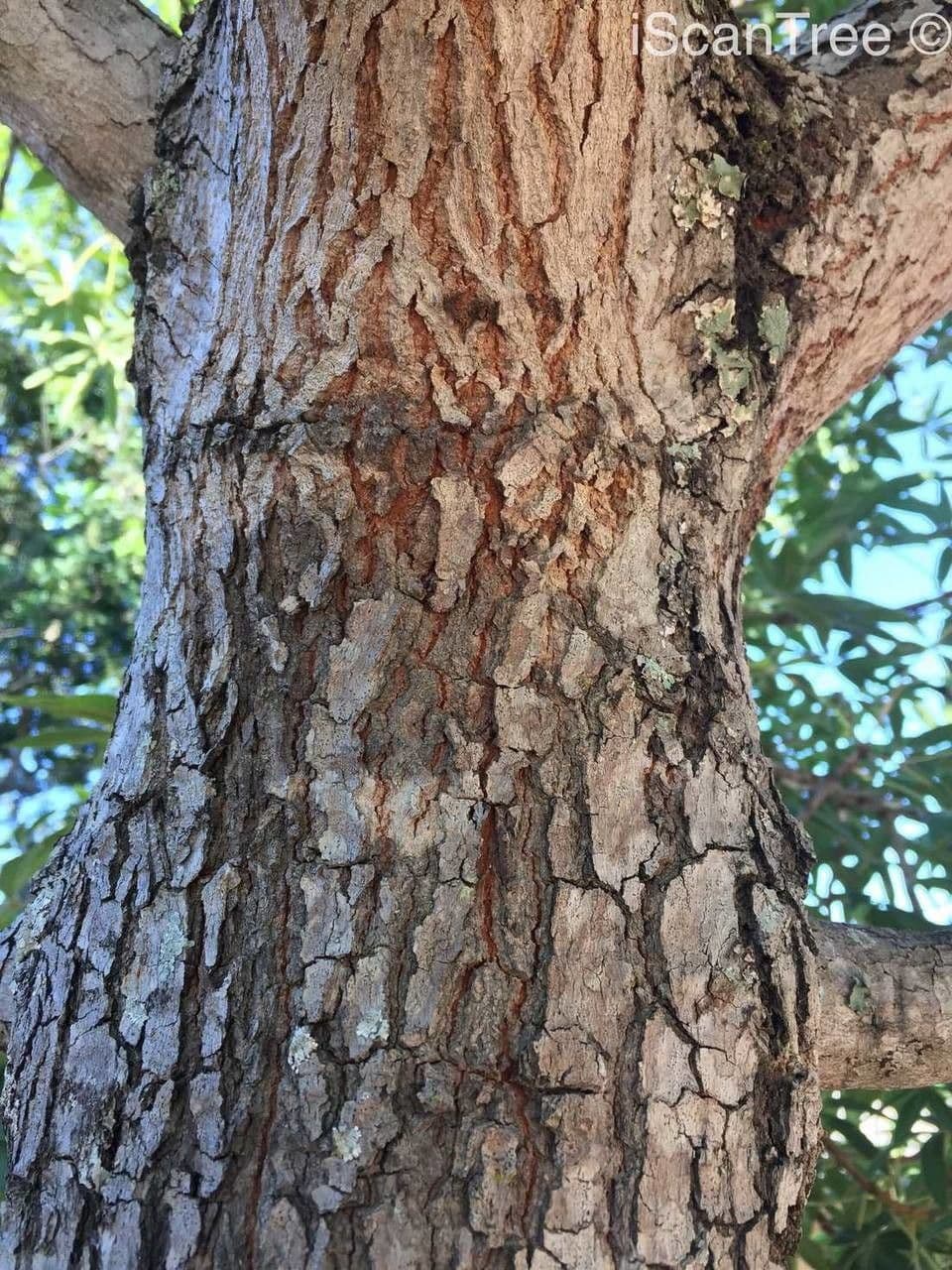 Sterculia 18