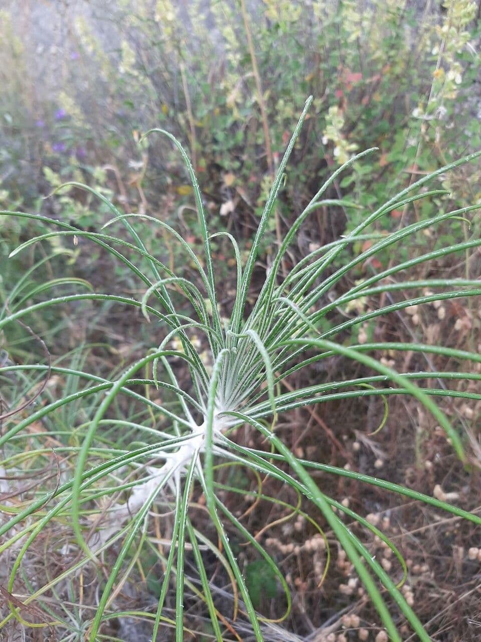 Ptilostemon 5