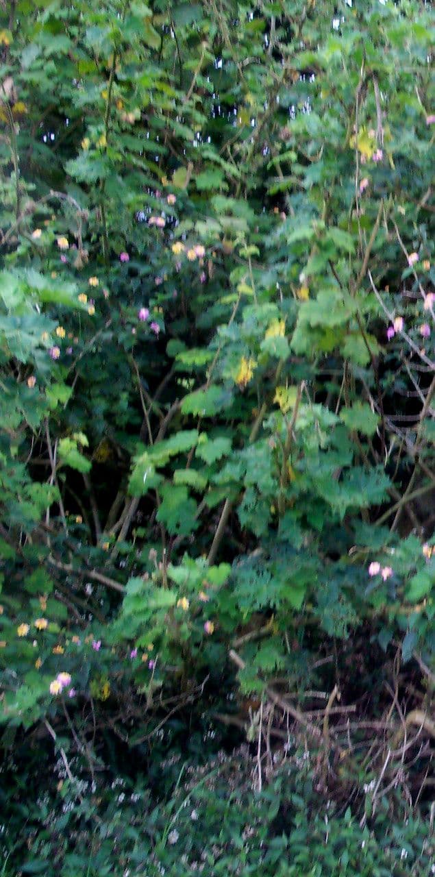 Pavonia 11