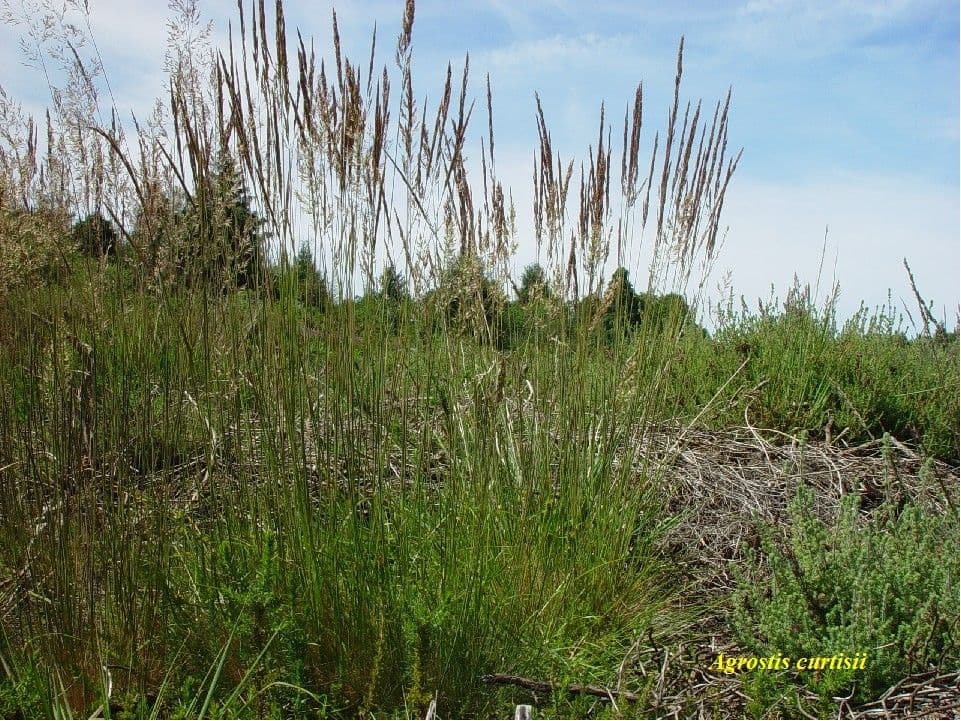 Agrostis curtisii 10