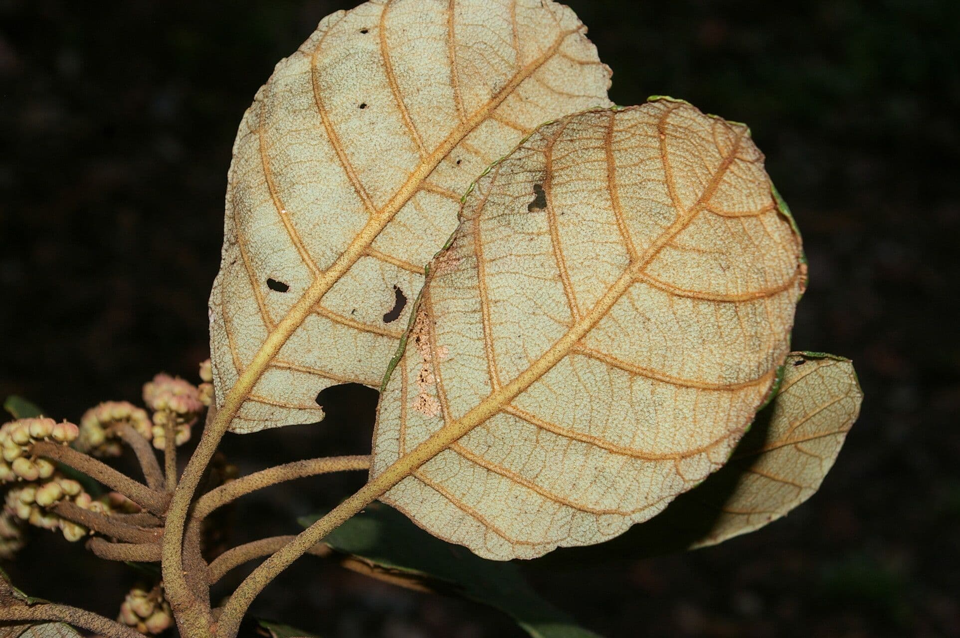 Clethra 7