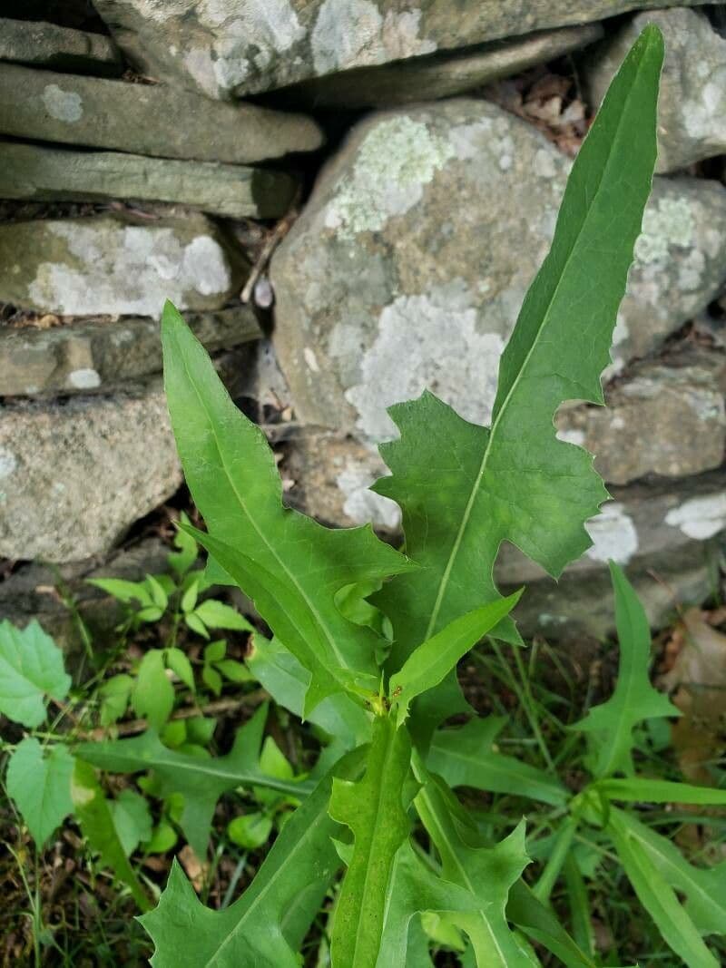 Lactuca 14