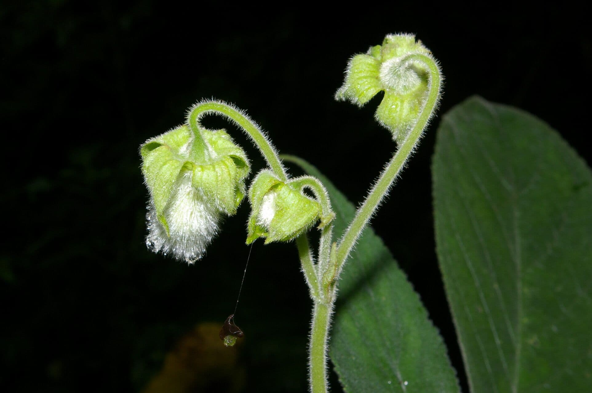 Kohleria