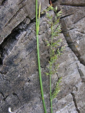 Fienarola compressa 13