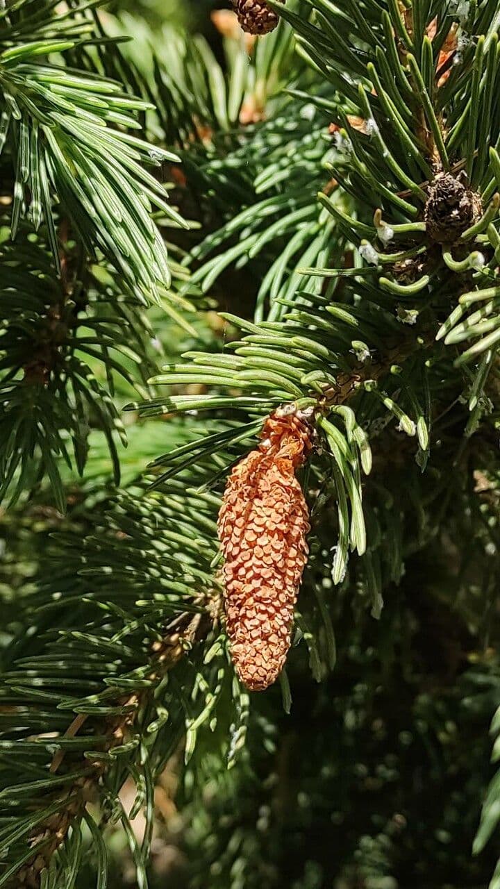 Abete di Morinda 2