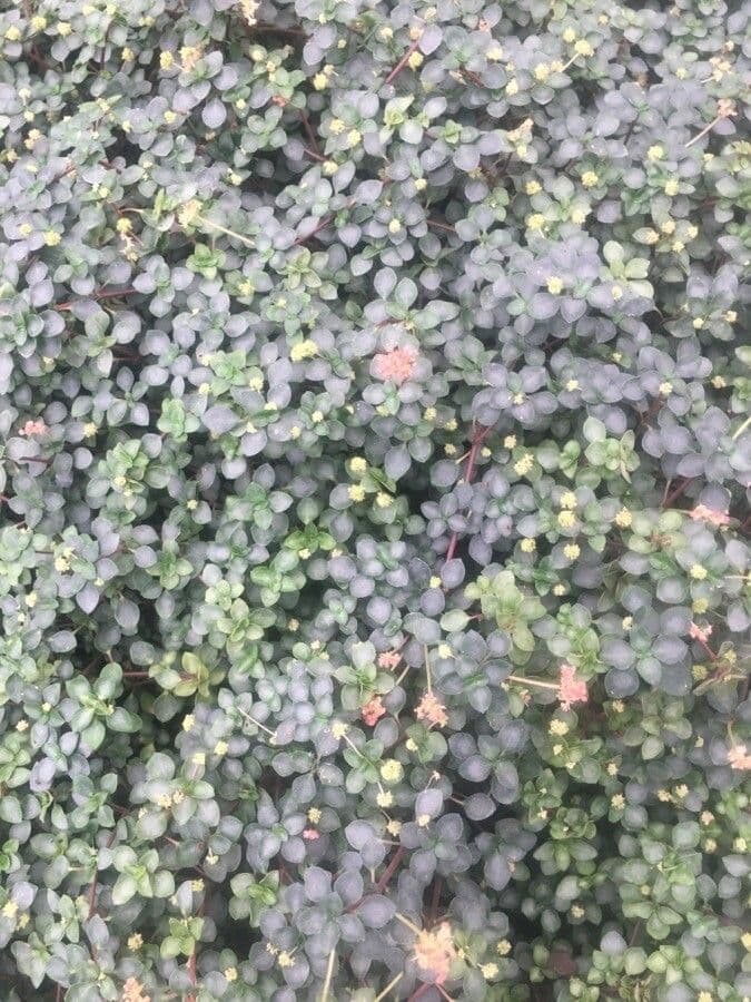 Pilea 3