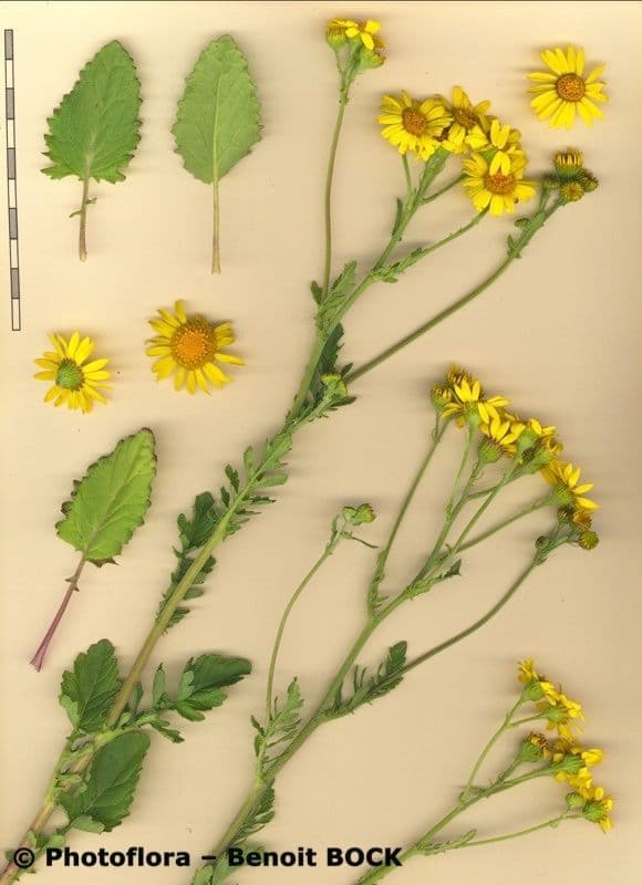 Senecione erratico 26