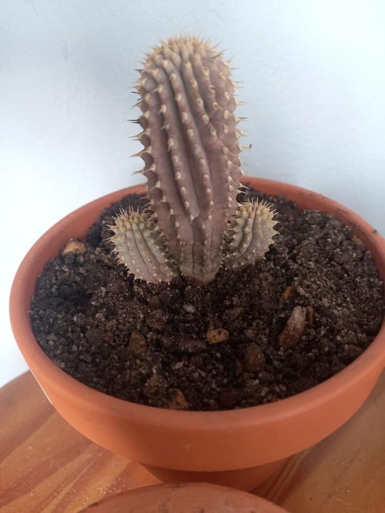 Hoodia 5