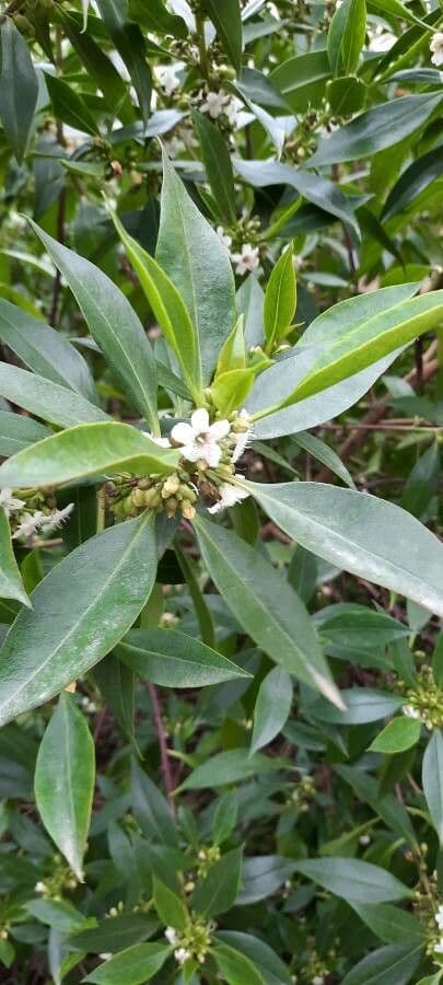 Schlankblättriges Myoporum 26