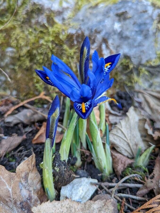 Netz-Iris 9
