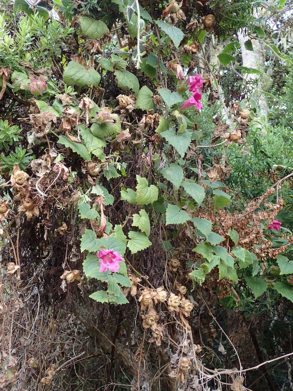 Lophospermum 8