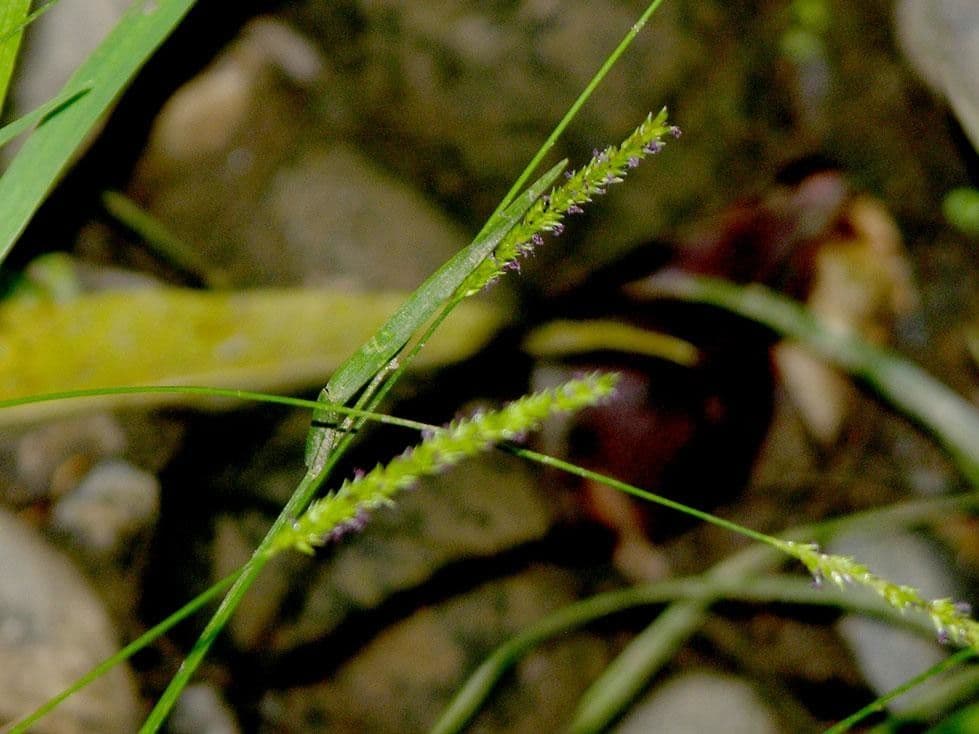 Sacciolepis indická 5