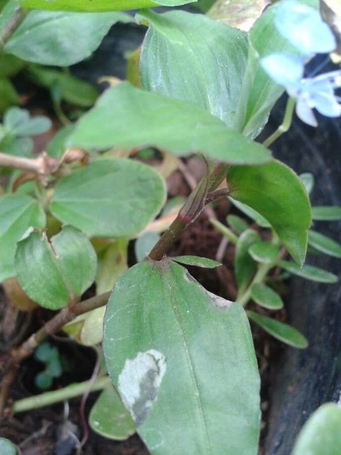 Commeline diffuse 19