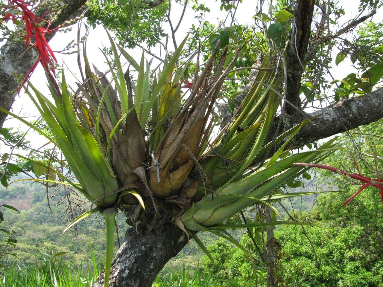 Aechmea 4