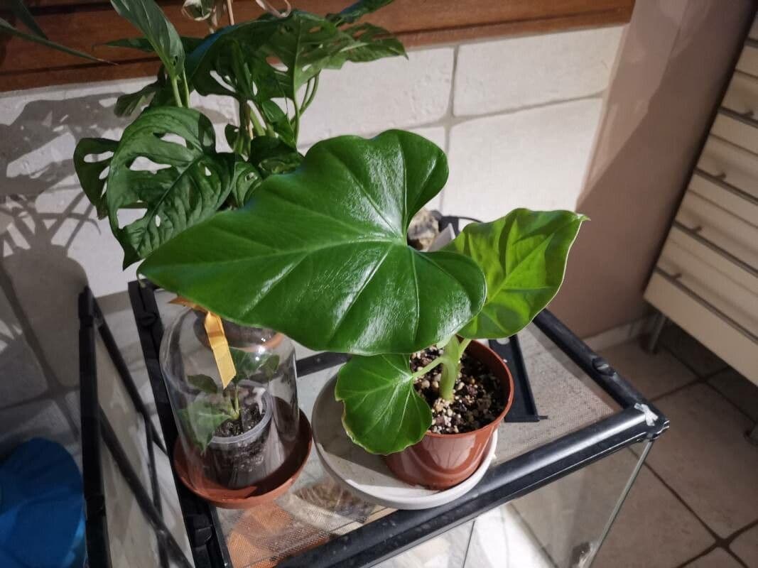 Philodendron géant 8