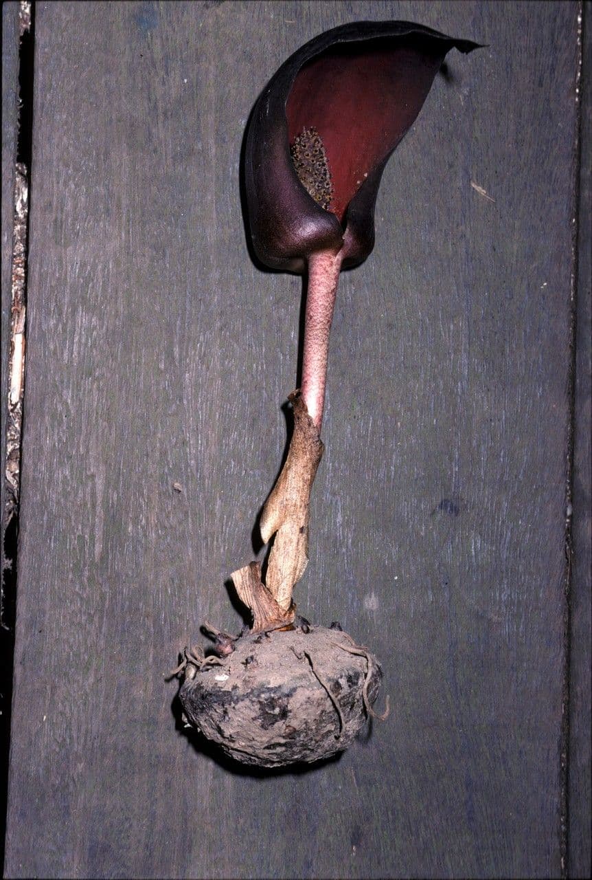 Dracontium 2