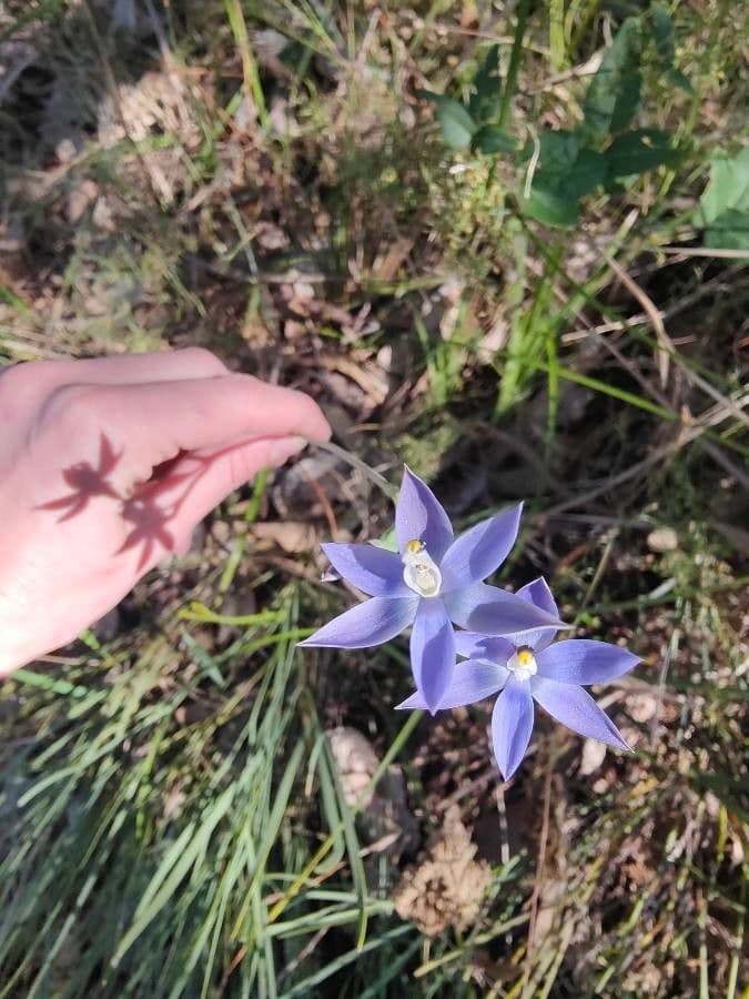 Thelymitra 2
