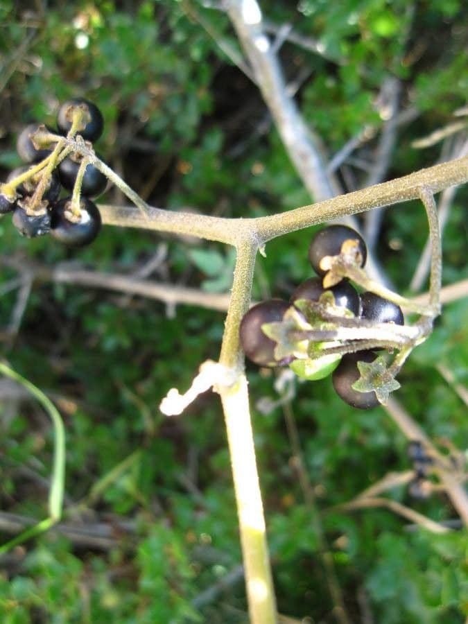 Solanum chenopodioides 23
