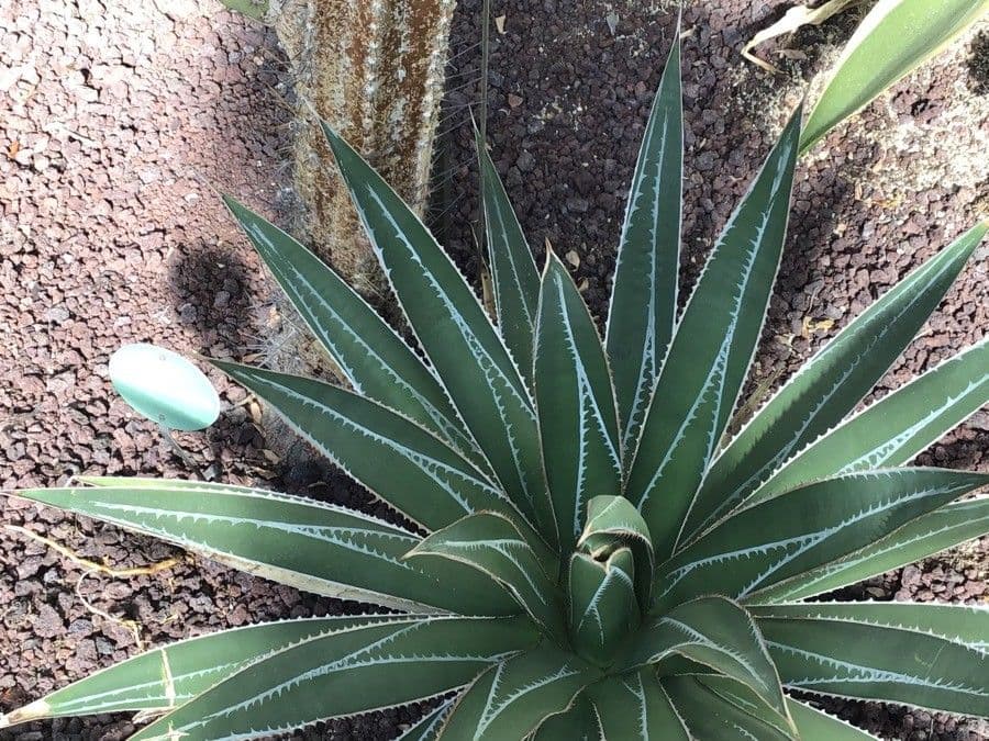 Agave
