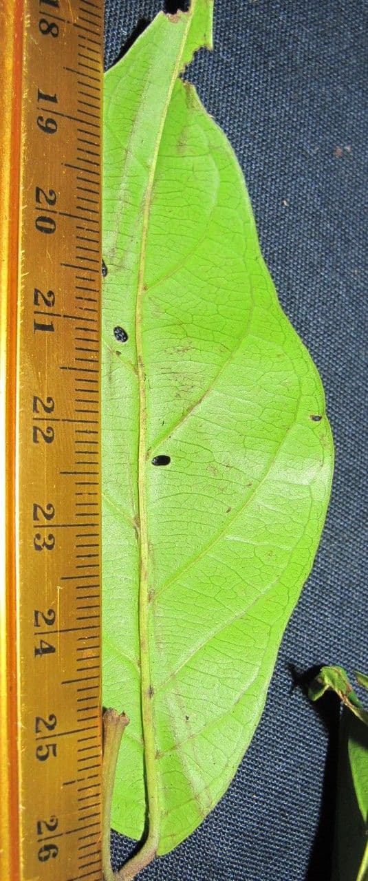 Combretum lasco 8