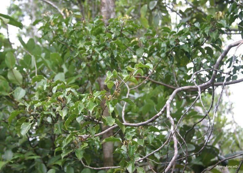 Elaeocarpus 6