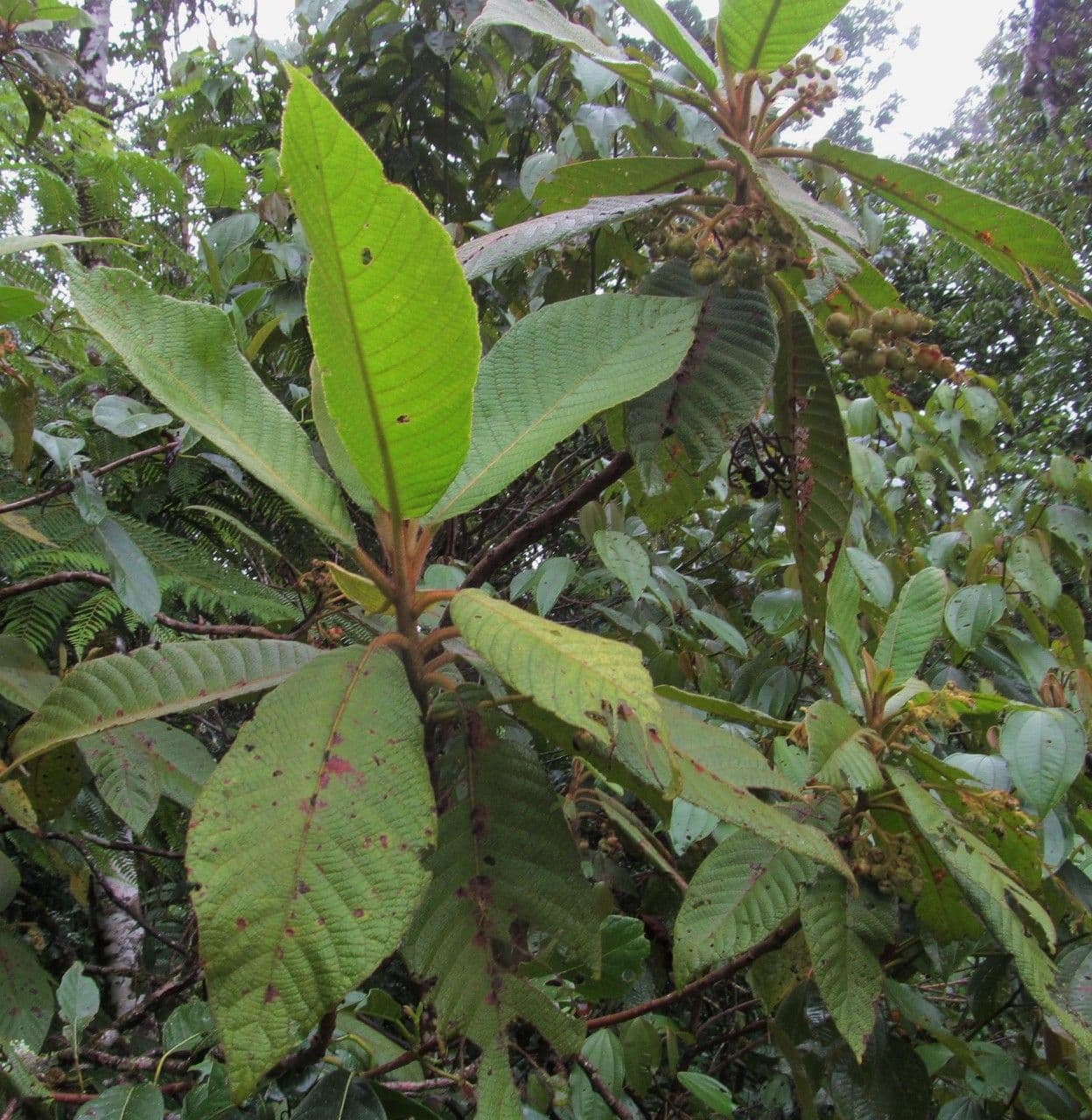 Saurauia 13