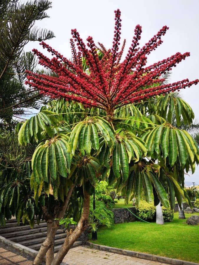 Schefflera 10