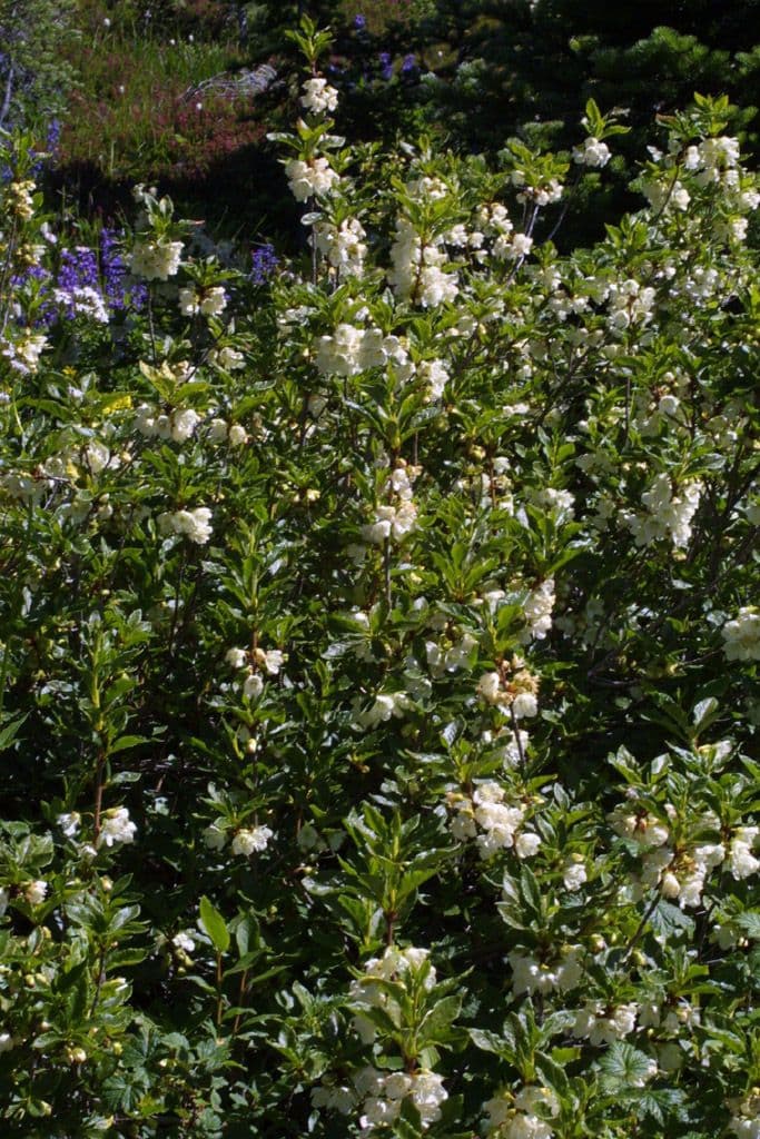 Rododendro albiflorum 10