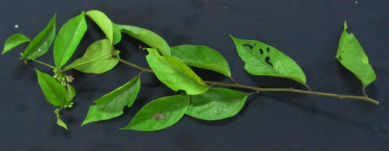 Lycianthes pauciflora 18