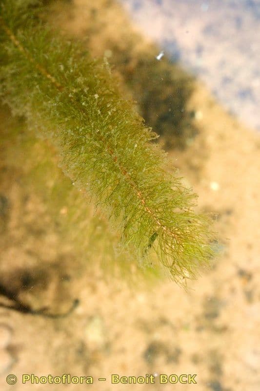 Ceratofillo sommerso 4