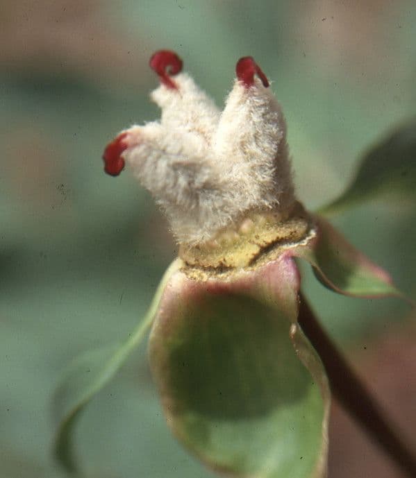 Peonia mascula 28