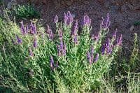 Salvia 9