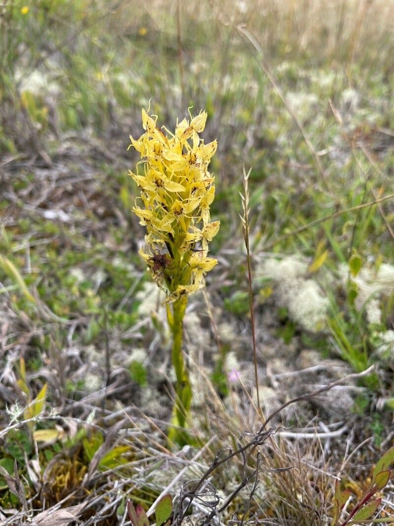Orchidea maculata 10